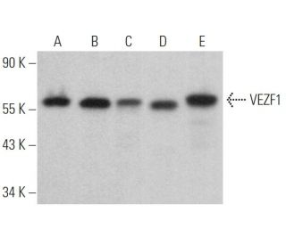 VEZF1 Antibody (C-10) - Western Blotting - Image 369364 