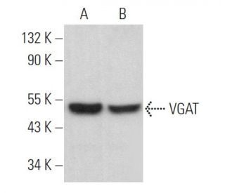 VGAT Antibody (F-2) - Western Blotting - Image 369329 