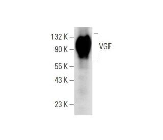 VGF Antibody (B-8) - Western Blotting - Image 139508 