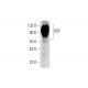 VGF Antibody (B-8) - Western Blotting - Image 139508 