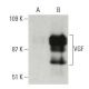 VGF Antibody (B-8) - Western Blotting - Image 396675
