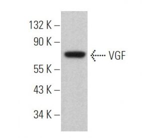 VGF Antibody (B-6) - Western Blotting - Image 363465