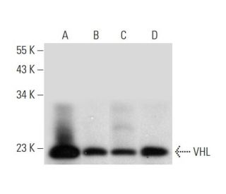 Von Hippel Lindau/VHL Antibody (D-7) - Western Blotting - Image 314088 