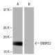 DUSP22 Antibody (9J2) - Western Blotting - Image 65095