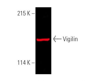 Vigilin Antibody (H-3) - Western Blotting - Image 391273