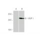 VILIP-1 Antibody (2F1-E3) - Western Blotting - Image 347586 