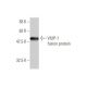 VILIP-1 Antibody (2F1-E3) - Western Blotting - Image 348876