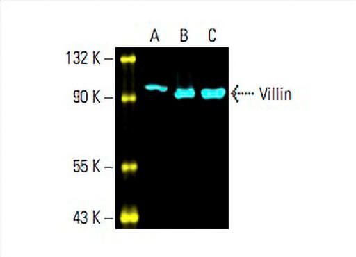villin-antibody-1d2c3-western-