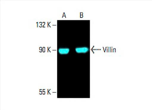 villin-antibody-1d2c3-western-