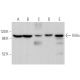 western blotting image from recommended Villin (1D2C3) monoclonal antibody replacement. Image 373932