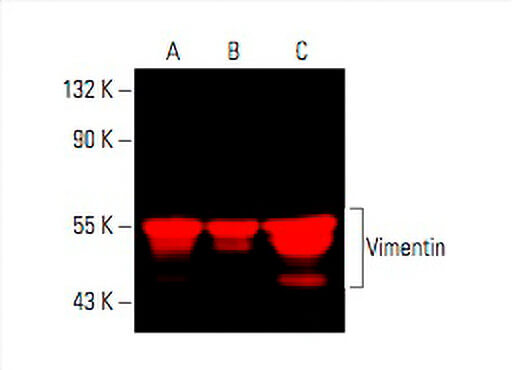 vimentin-antibody-v9-western- vimentin-antibody-v9-western-
