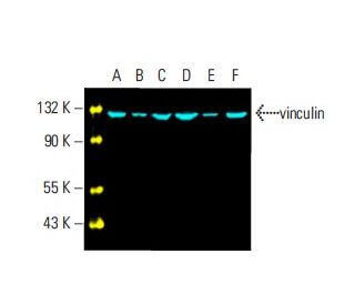 vinculin Antibody (H-10) - Western Blotting - Image 395870 