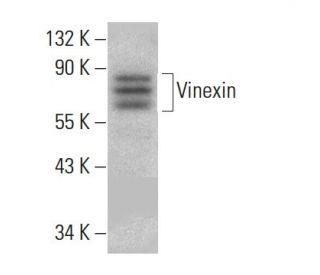 Vinexin Antibody (D-4) - Western Blotting - Image 384049 