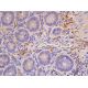 western blotting image from recommended VIP (H-6) monoclonal antibody replacement. Image 384625