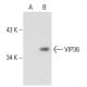 VIP36 Antibody (264C4a) - Western Blotting - Image 47184 