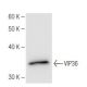 VIP36 Antibody (264C4a) - Western Blotting - Image 67287