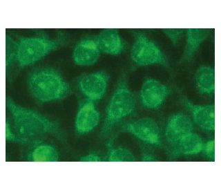 Visual Arrestin Antibody (A-3) - Immunofluorescence - Image 133657 