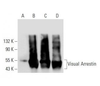 Visual Arrestin Antibody (B-2) - Western Blotting - Image 68097 