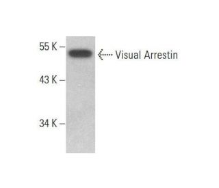 Visual Arrestin Antibody (C-1) - Western Blotting - Image 350733 