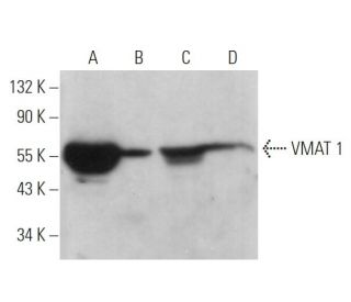 VMAT 1 Antibody (H-100): sc-15313