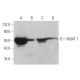 This polyclonal antibody has been discontinued. See our recommended <a href="vmat-1-antibody-g-12">VMAT 1 (G-12)</a> monoclonal antibody (sample data shown). western blotting image from recommended VMAT 1 (G-12) monoclonal antibody replacement. Image 372962