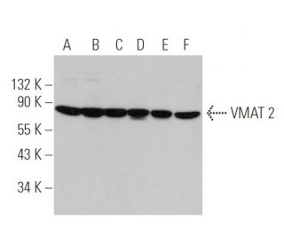 western blotting image from recommended VMAT 2 (H-12) monoclonal antibody replacement. Image 295632