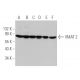 western blotting image from recommended VMAT 2 (H-12) monoclonal antibody replacement. Image 295632