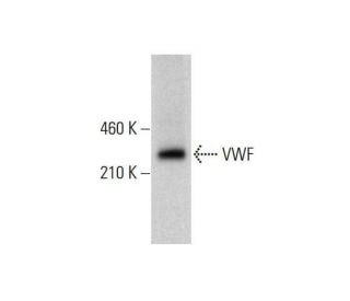 von Willebrand Factor/VWF Antibody (G-11) - Western Blotting - Image 352033