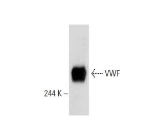 von Willebrand Factor/VWF Antibody (G-11) - Western Blotting - Image 144585