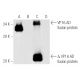 VP16 Antibody (1-21) - Western Blotting - Image 5624
