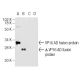 VP16 Antibody (14-5) - Western Blotting - Image 5618