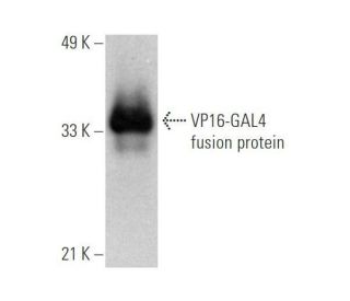 VP16 Antibody (14-5) - Western Blotting - Image 353095 