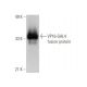 VP16 Antibody (14-5) - Western Blotting - Image 353095 