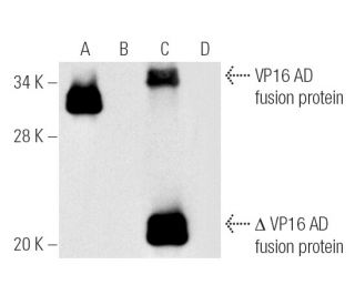 western blotting image from recommended VP16 (1-21) monoclonal antibody replacement. Image 5624
