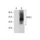 VPAC1 Antibody (B-4) - Western Blotting - Image 281903