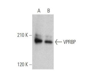 VPRBP Antibody (C-8) - Western Blotting - Image 359030 