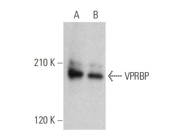 Anti Vprbp Antibody C 8 Scbt Santa Cruz Biotechnology