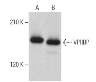 VPRBP Antibody (C-8) - Western Blotting - Image 365153