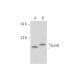 VpreB Antibody (H-11) - Western Blotting - Image 333636