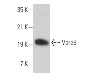 VpreB Antibody (H-11) - Western Blotting - Image 372004 