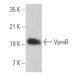 VpreB Antibody (H-11) - Western Blotting - Image 372004 