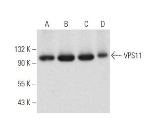 VPS11 Antibody (C-12) - Western Blotting - Image 344115 