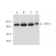 VPS11 Antibody (C-12) - Western Blotting - Image 344115 