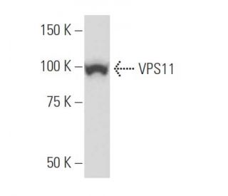 VPS11 Antibody (S-38) - Western Blotting - Image 34263 