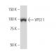 VPS11 Antibody (S-38) - Western Blotting - Image 34263 