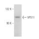 VPS11 Antibody (S-38) - Western Blotting - Image 82617