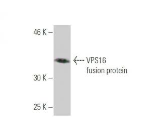 VPS16 Antibody (2F10) - Western Blotting - Image 350267