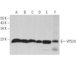 VPS25 Antibody (B-4) - Western Blotting - Image 367019 