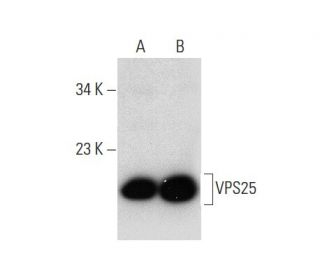 VPS25 Antibody (D-6) - Western Blotting - Image 135485 