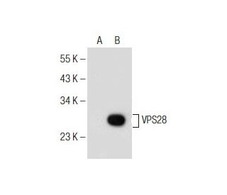 VPS28 Antibody (B-2) - Western Blotting - Image 155285 